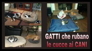 19 FOTO DI GATTI CHE RUBANO LE CUCCE AI CANI