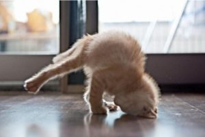 SORPRENDENTE! I GATTI POTREBBERO INSEGNARCI LO YOGA