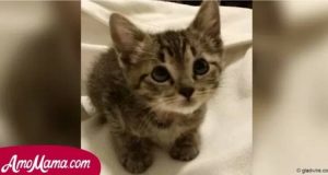 Il gattino venne adottato in un centro di adozione, ma quando arriva a casa i suoi genitori capisono che qualcosa non andava.