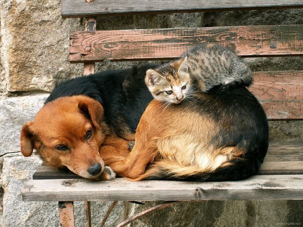 Il Cane Tenta Di Rubare La Carne Alla Tigre. Ecco Com’è Andata A Finire…