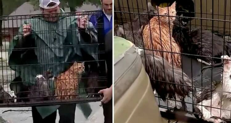 Lola aveva queste strane ferite sulla testa. Ho pensato: ‘forse ha provato a disturbare qualche animale che si è difeso con le unghie e con i denti’ ma una visita al veterinario ha risolto il mistero