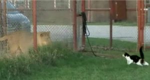 Il gatto senza paura si avvicina alla gabbia del leone, la sfida è inevitabile