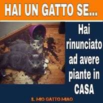 Cane gettato nel catrame, viene salvato da due passanti.