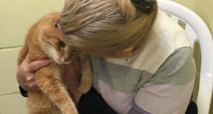 Una Donna Adotta Un Gatto Anziano E Ritorna Al Rifugio Per Adottare Anche Il Suo Vecchio Amico