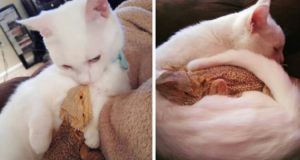 Un Drago E Un Gatto Sono Diventati Degli Improbabili Amici