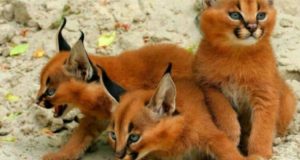 Pochi Conoscono Questa Specie Di “gatto” Selvatico: Lasciatevi Conquistare Dalla Sua Bellezza