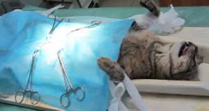 10 motivi per sterilizzare le gattine
