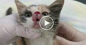 Guardate che cosa terrificante estrae un veterinario dal naso di questo gattino!