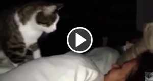 Sempre peggio..Si è conclusa la storia del cucciolo crivellato con 18 colpi. Ecco come sono andate le cose e che ne è di lui oggi….