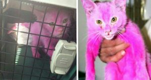 Un gatto viene tinto di rosa, chiuso in una gabbia, fotografato e messo sui social. Gli artefici di tutto questo sono i suoi umani, coloro che avrebbero dovuto proteggerlo e amarlo…