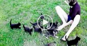 Questi 13 gattini rincorrono la loro umana formando il più adorabile dei trenini