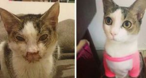 La trasformazione di 15 gatti dopo l’adozione. Quanta differenza può fare l’amore? Giudicate voi.