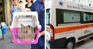 Aiutiamo i volontari dell’Enpa ( Ente Nazionale Protezione Animali). Stanno dando tutti se stessi per aiutare gli animali, anch’essi vittime del violento sisma. Hanno portato anche un’ambulanza veterinaria attrezzata ma hanno bisogno di molte cose