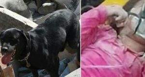 La piccola Giorgia era intrappolata sotto le macerie da nove lunghe ore quando il cane Leo l’ha fiutata. I suoi lamenti erano diventati talmente flebili che era impossibile percepirli. Un salvataggio incredibile reso possibile solo grazie al nostro eroe a quattro zampe