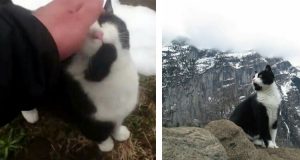 Un uomo si era perso su una montagna, un gatto gli fa da guida e lo riporta a casa. Grazie a una videocamera cattura tutti i momenti dell’incredibile viaggio.