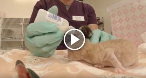 Una Giornata Intera Dentro Un Centro Neonatale Per Gattini Orfani Video Da Non Perdere