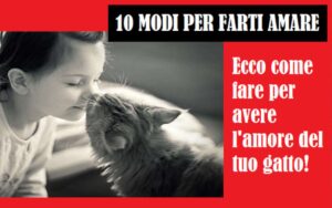 10 regole per farvi amare dal vostro gatto