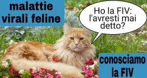 MALATTIE VIRALI: LA FIV (Aids felina)