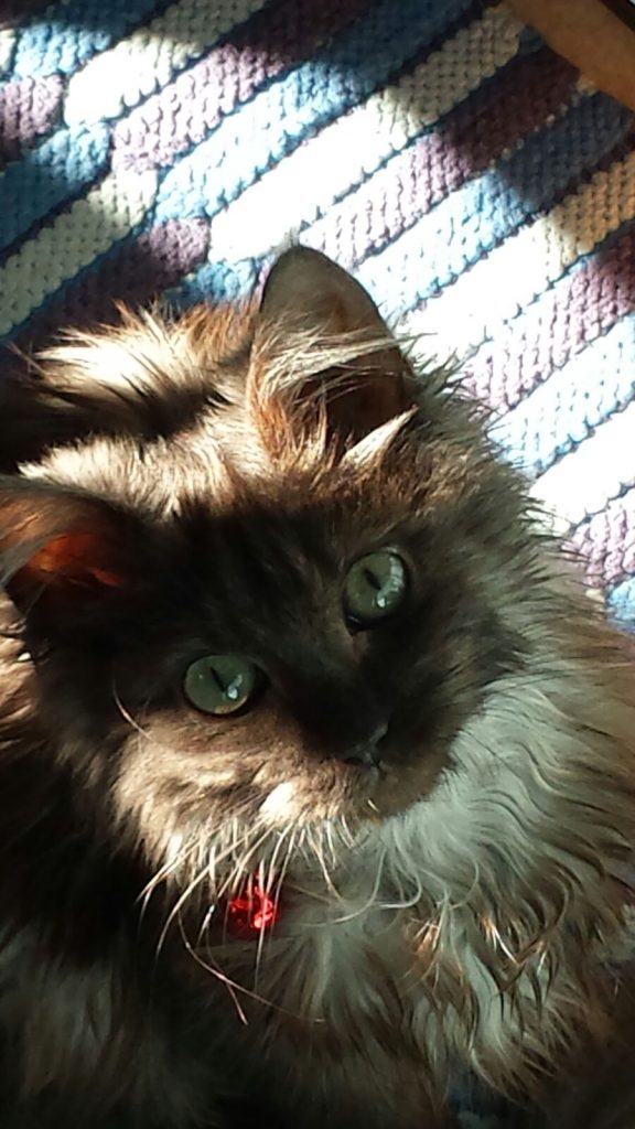 Il cane Mauro, un mucchietto di pelle e ossa che ci obbliga a fare i conti con la nostra coscienza