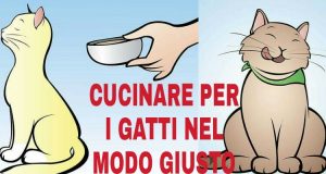 Come Cucinare per i Gatti