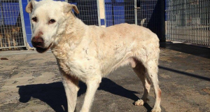 “Il cane è vecchio è malato. Per lui è quasi arrivata l’ora di andarsene ma io essendo un uomo di chiesa, misericordioso e rispettoso della vita non posso porre fine alle sue sofferenze. Per quello l’ho lasciato morire da solo nel cortile. Senza acqua e cibo si spegnerà presto”