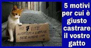 LA STERILIZZAZIONE POTREBBE SALVARE LA VITA DEL VOSTRO GATTO