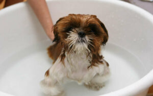 Come e quando fare il bagno al cane. Consigli pratici