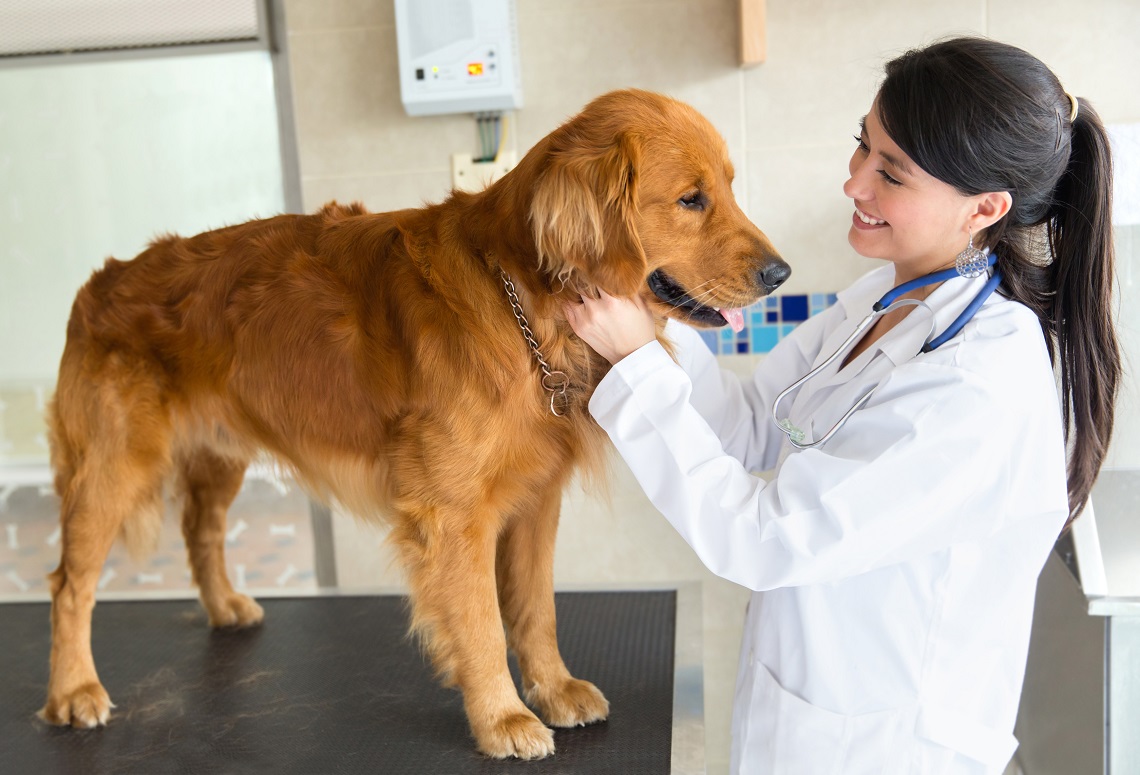 Petizione per abbassare l'IVA sulle prestazioni veterinarie