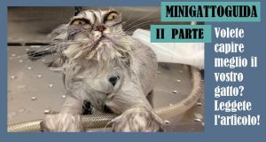 ExPugile picchia ragazzo che getta petardo al cane