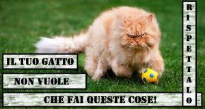 6 Cose Da Non Fare Se Non Vuoi Far Arrabbiare Il Tuo Gatto