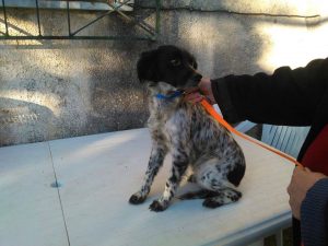 Un Cane Stava Per Perdere La Vita Per Colpa Di Un Filo Di Ferro Stretto Intorno Al Collo