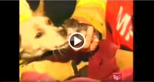 VIDEO INCREDIBILE. CANE SFIDA IL FUOCO PER SALVARE 4 GATTINI