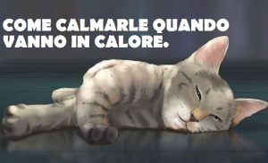 Come Calmare una Gatta in Calore