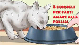 Come Farsi Amare dal Proprio Gatto