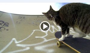 DIDGA IL GATTO FREESTYLE