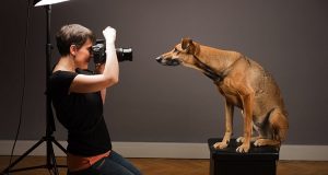 Foto Di Cani Che Si Interrogano Sullo Stato Di Salute Mentale Della Fotografa