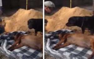 Cane non capisce perché vogliono seppellire suo fratello, abbaia forte per svegliarlo