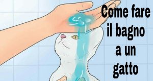 Come Fare il Bagno a un Gatto