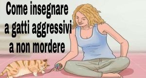 Come Insegnare a un Gatto a Non Mordere e Graffiare