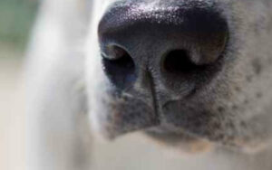 Cani annusa tumori: le storie più belle