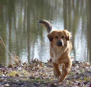 Allarme per i proprietari dei cani, una nuova malattia KILLER minaccia i nostri amici pelosi