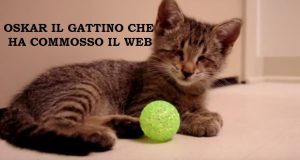 Oskar Un Gattino Cieco è Stato Appena Adottato, Vederlo Giocare Per La Prima Volta Vi Riempirà Il Cuore