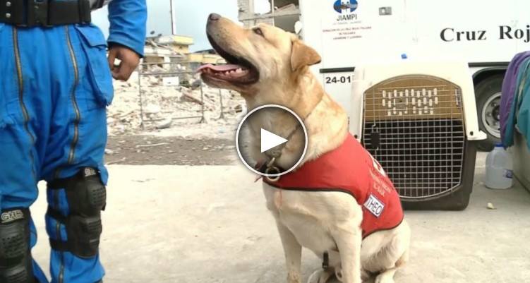 Daiko Il Cane-Eroe Morto Per Salvare Delle Vite Dopo Il Terremoto In Ecuador