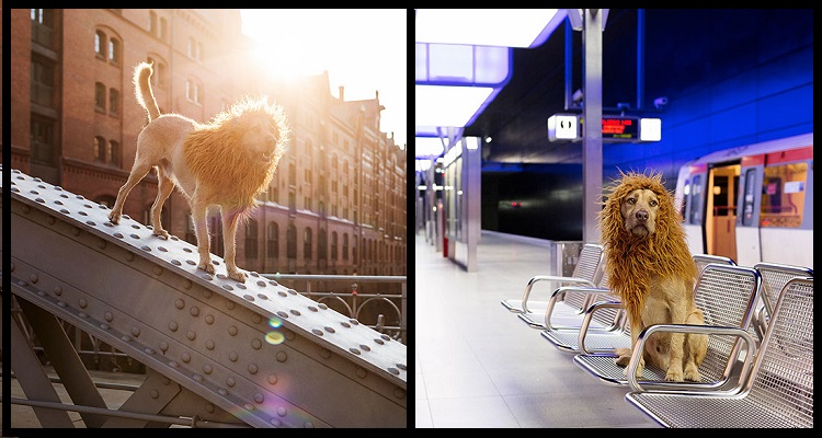 Cane Randagio Trovato Mentre Rovistava Nell’immondizia Si Trasforma Nel Leone Che Merita Di Essere Per Un Servizio Fotografico