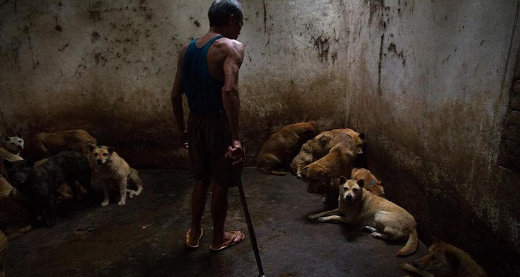 Fermiamo Il Festival Di Yulin. Anche Quest’Anno Rinnoviamo La Nostra Denuncia Contro Questa Crudele Ricorrenza