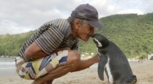 Dimdin Il Pinguino Che Dopo Essere Stato Salvato Sbalordisce Gli Scienziati, Ecco Come Dimostra La Sua Gratitudine!