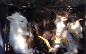 UN BAMBINO ALLERGICO AL PELO DEL CANE VIENE FATTO SCENDERE DALL'AEREO. QUESTA VOLTA IL CANE HA LA PRECEDENZA.