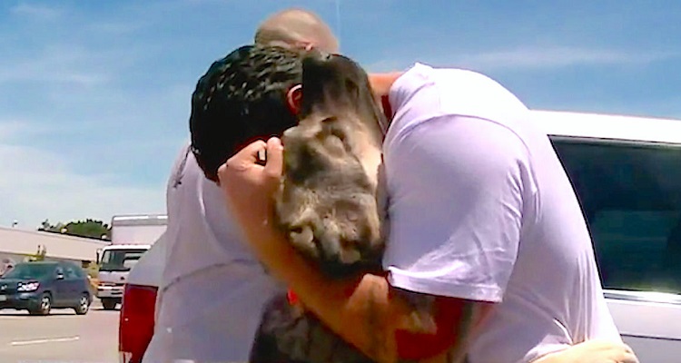 Il soldato ha dovuto lasciare il cane che ha salvato in Iraq ma si accorge di non poter stare senza di lui