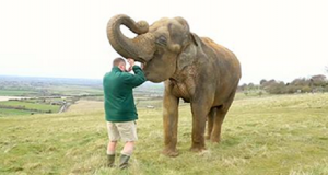 Nessuno Sapeva Perche Questo Elefante Soffrisse Ma Quando Gli Hanno Aperto La Bocca Hanno Capito!