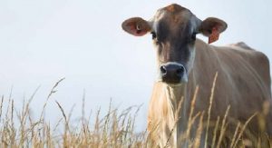 Salvano una mucca dalla macellazione e la portano in un santuario. Ma c’è qualcosa che non va, la mucca è agitata, si comporta in modo strano. Quando scoprono il motivo gli si spezza il cuore.